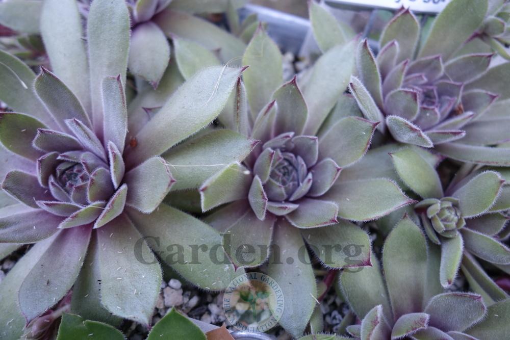 Photo of Hen and Chicks (Sempervivum 'Purdy's 90-1') uploaded by springcolor
