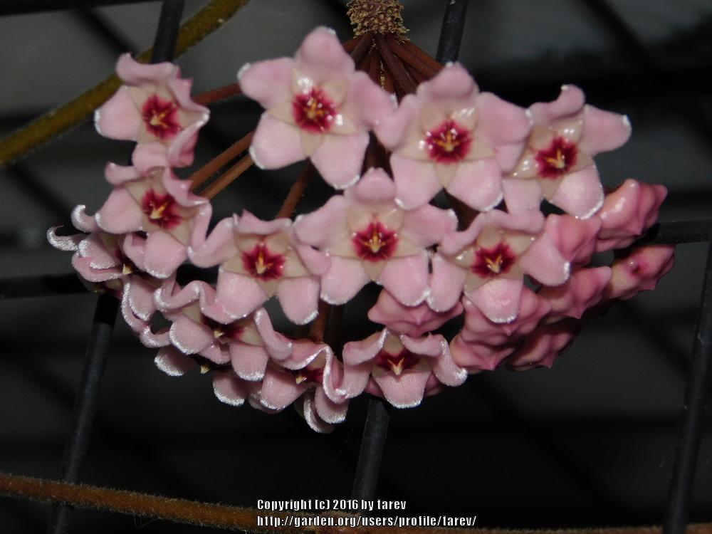 Photo of Krimson Queen Hoya (Hoya carnosa 'Tricolor') uploaded by tarev