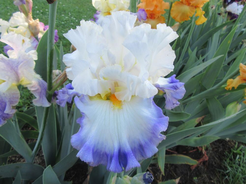 Photo of Tall Bearded Iris (Iris 'Watercolor Print') uploaded by tveguy3