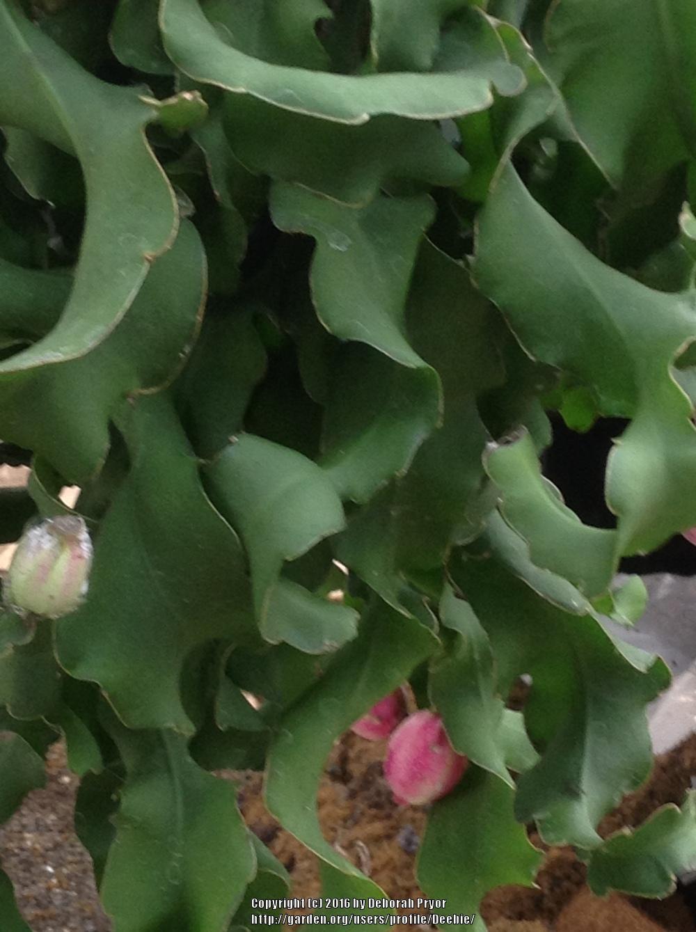 Photo of Guatemalan Orchid Cactus (Epiphyllum hookeri subsp. guatemalense) uploaded by Deebie