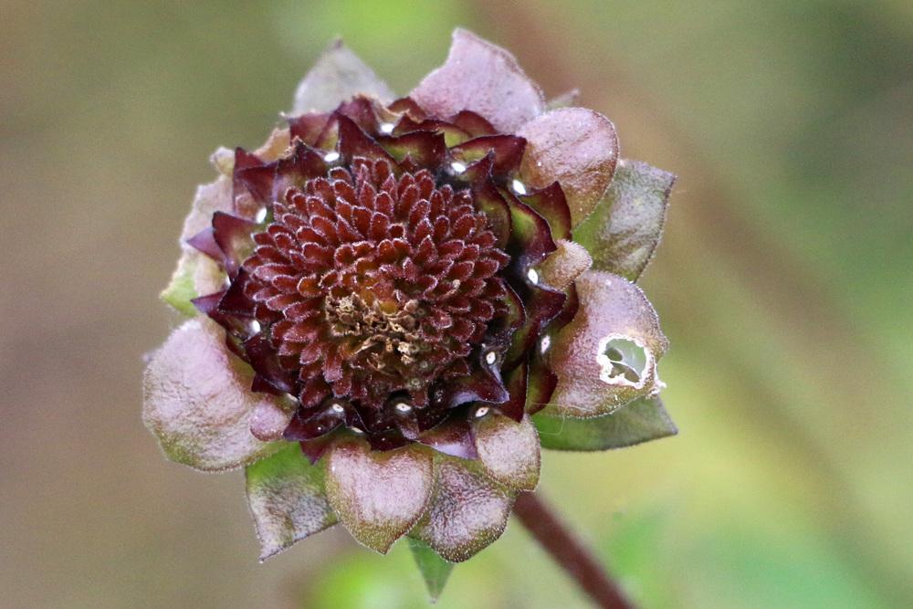 Photo of Rough-stem Rosinweed (Silphium radula) uploaded by GrammaChar