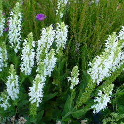 Location: Nora's Garden - Castlegar BC
Date: 2016-06-12
 5:57 pm. Pure white, long lasting blossoms.