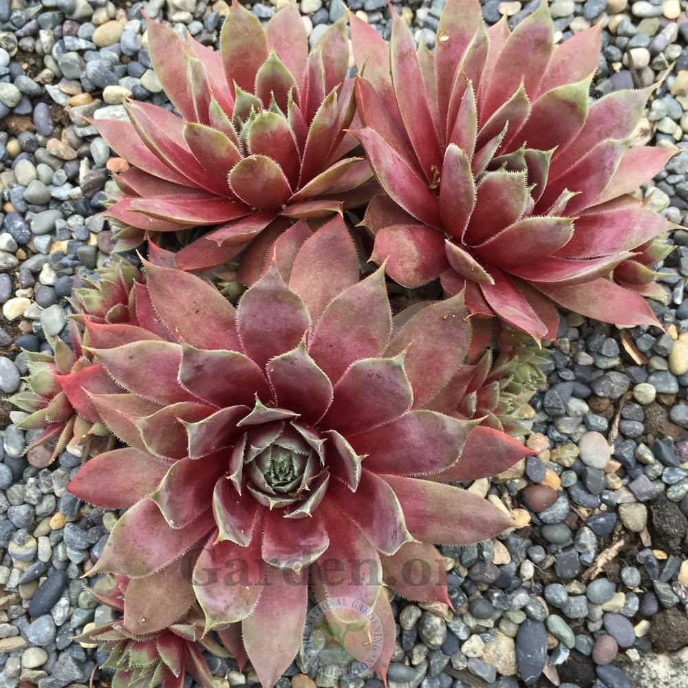 Photo of Hen and Chicks (Sempervivum 'Pacific Jordan') uploaded by Patty