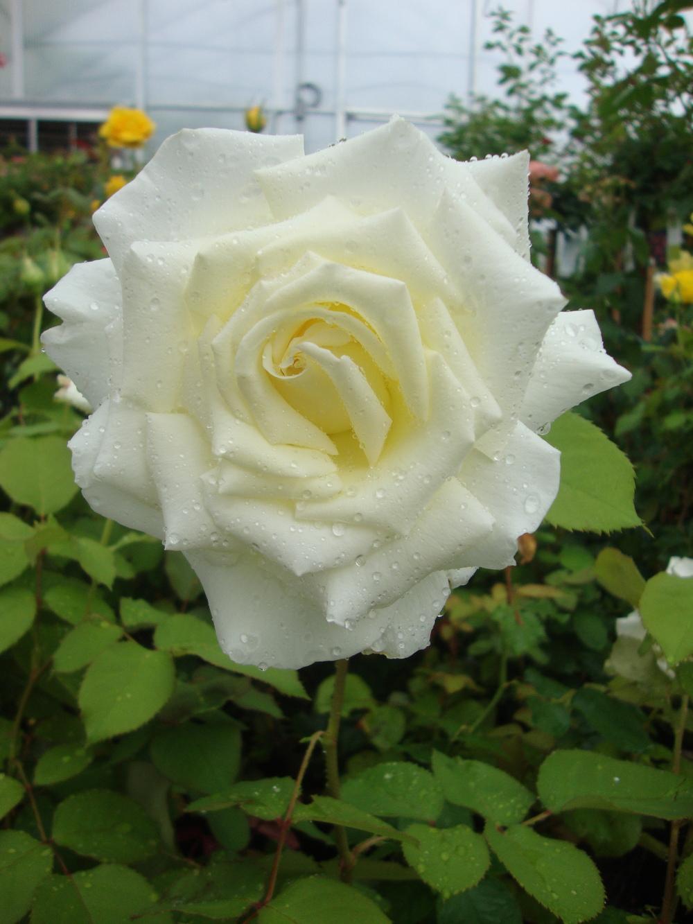 Photo of Rose (Rosa 'Pope John Paul II') uploaded by Paul2032