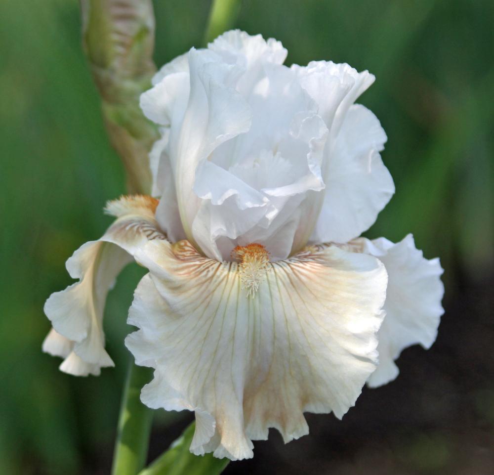 Photo of Tall Bearded Iris (Iris 'Ask a Lady') uploaded by Snork