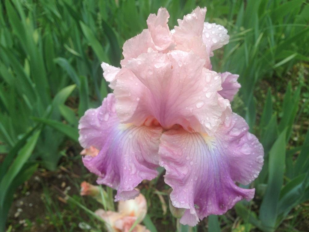 Photo of Tall Bearded Iris (Iris 'Pond Lily') uploaded by SpringGreenThumb
