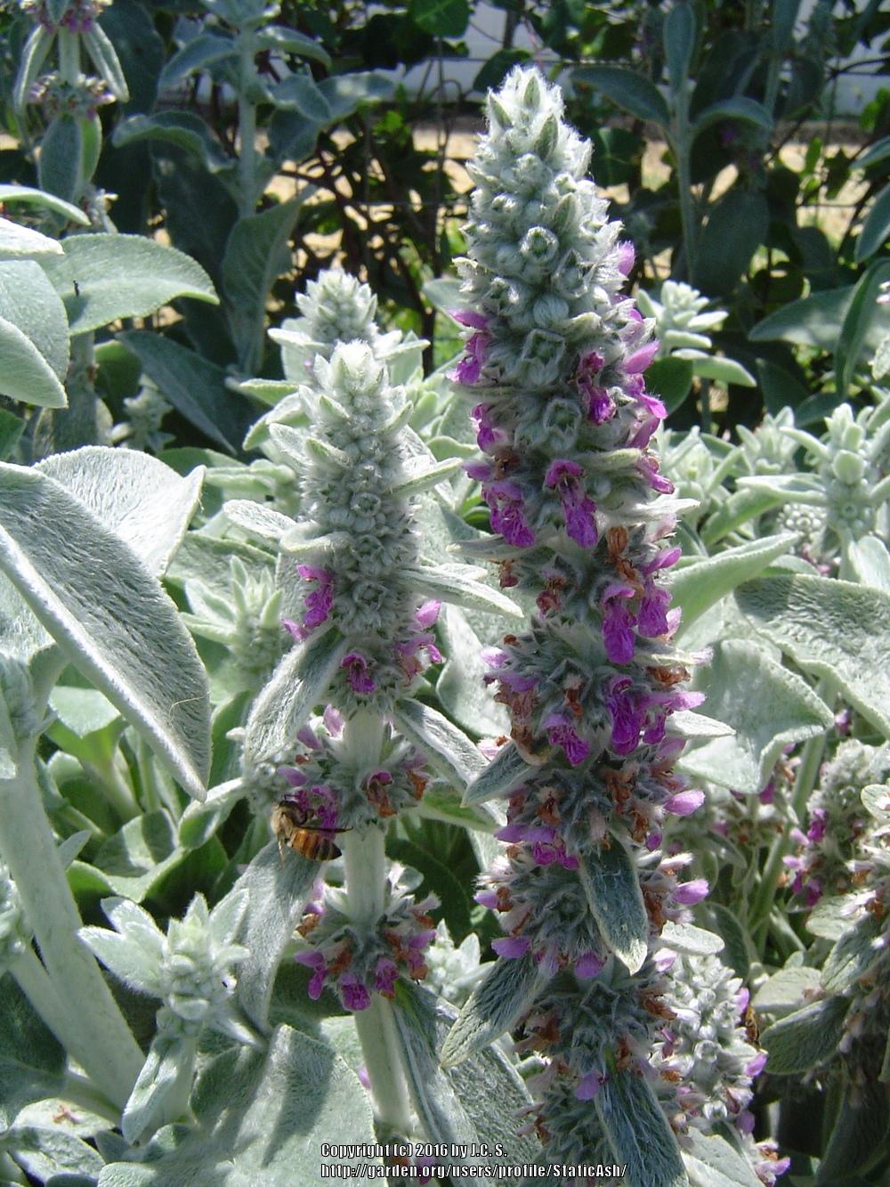 Photo of Lambs' Ears (Stachys byzantina) uploaded by StaticAsh