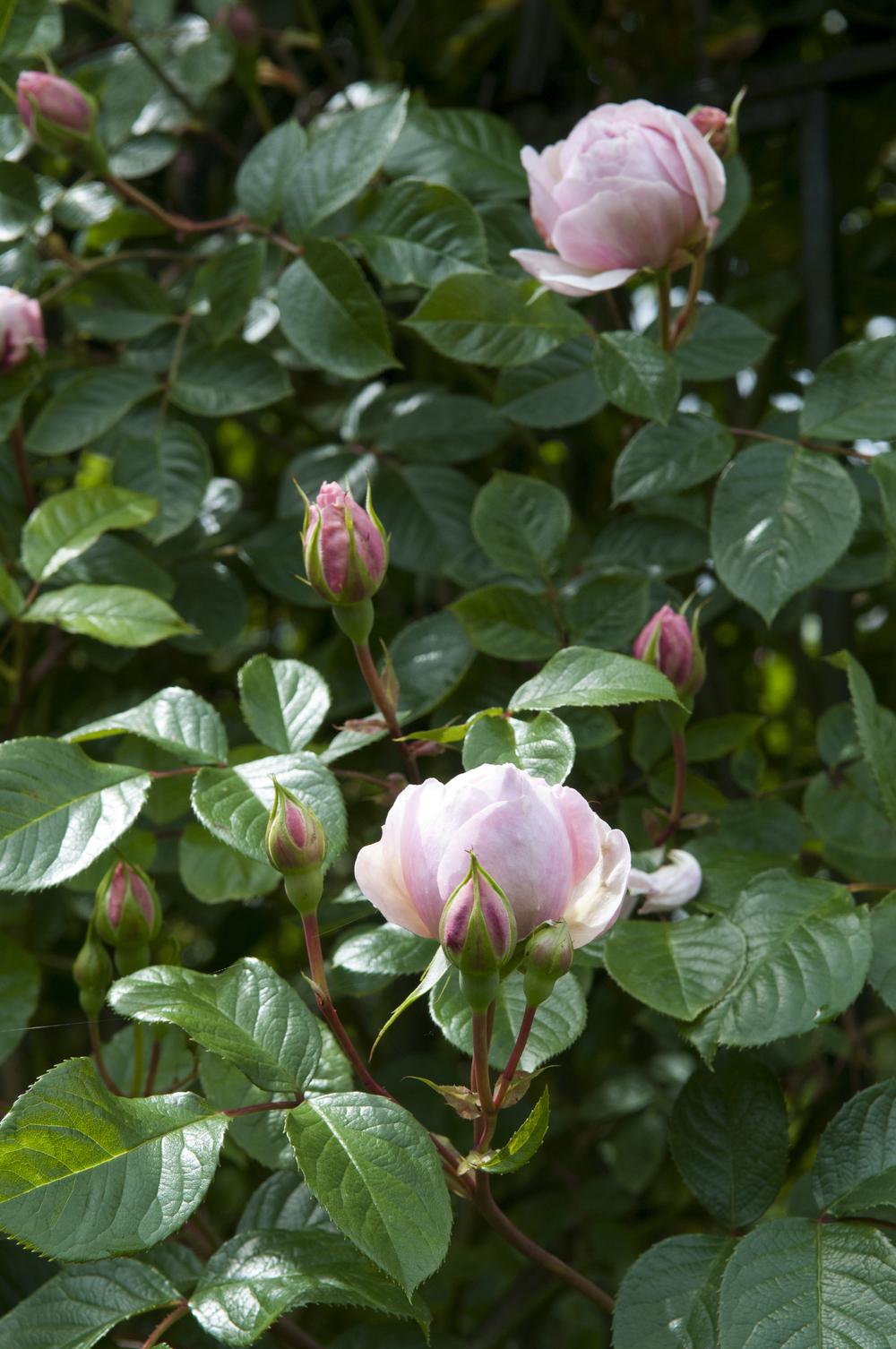 Photo of Rose (Rosa 'The Generous Gardener') uploaded by cliftoncat