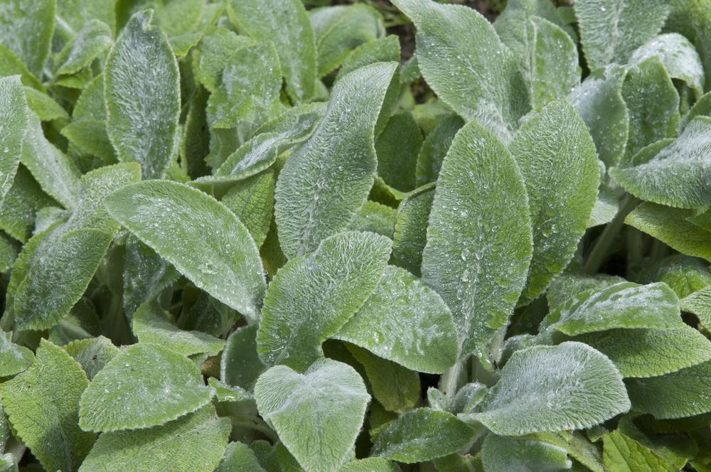 Photo of Lamb's Ears (Stachys byzantina 'Silver Carpet') uploaded by cliftoncat
