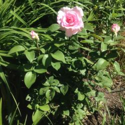 Location: My garden, Pequea, PA 17565
Date: 2016-06-14
Planted spring, 2016. Source: Palatine Roses. Older foliage eaten
