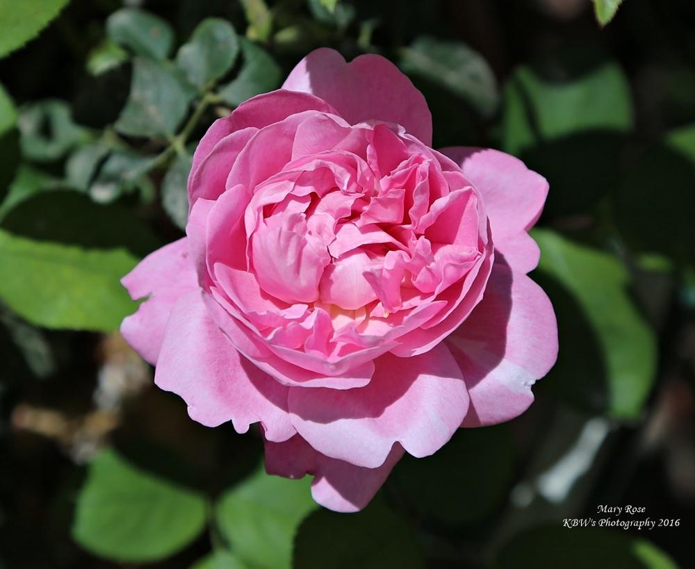 Photo of Rose (Rosa 'Mary Rose') uploaded by kbw664