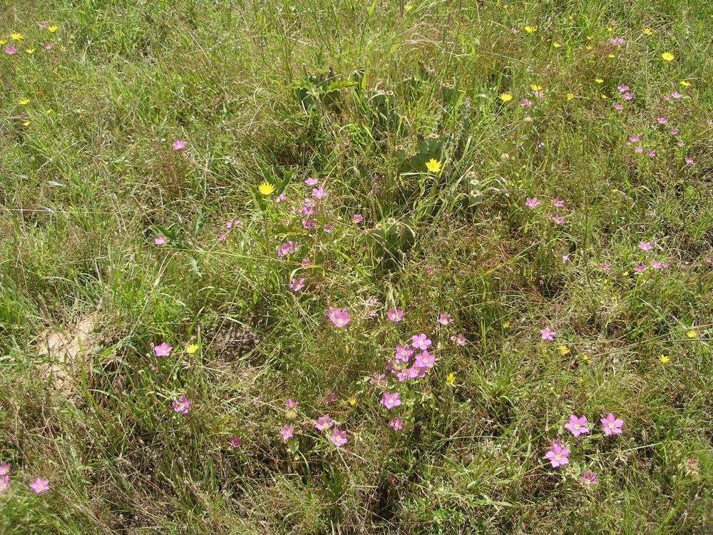Photo of Meadow Pink (Sabatia campestris) uploaded by needrain