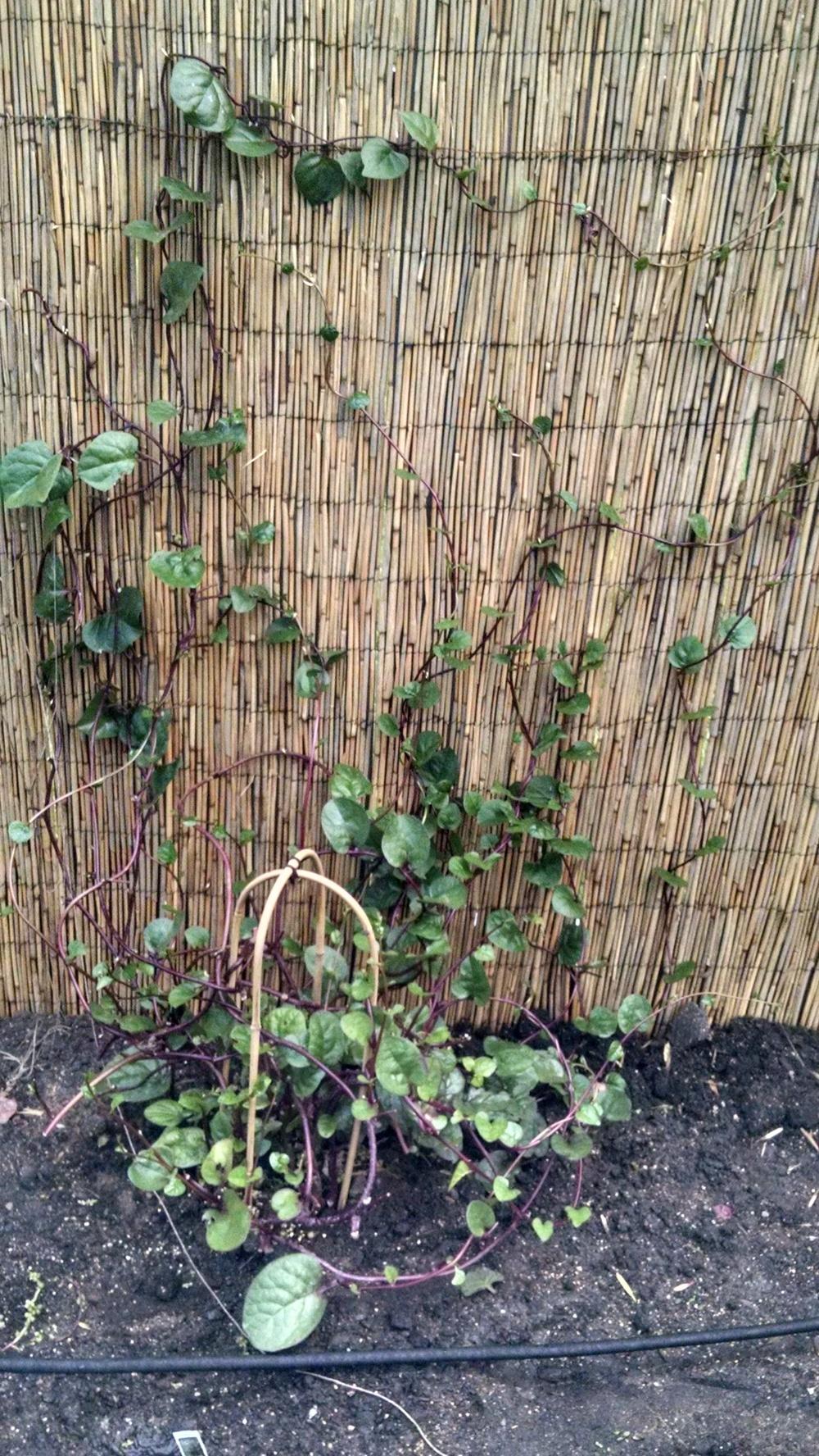Photo of Malabar Spinach (Basella alba 'Rubra') uploaded by robynanne
