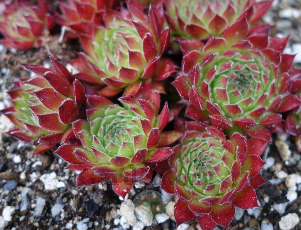 Photo of Hen and Chicks (Sempervivum 'T'Pol') uploaded by springcolor
