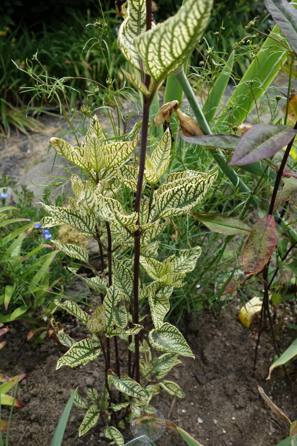 Photo of Variegated False Sunflower (Heliopsis 'Summer Green') uploaded by springcolor