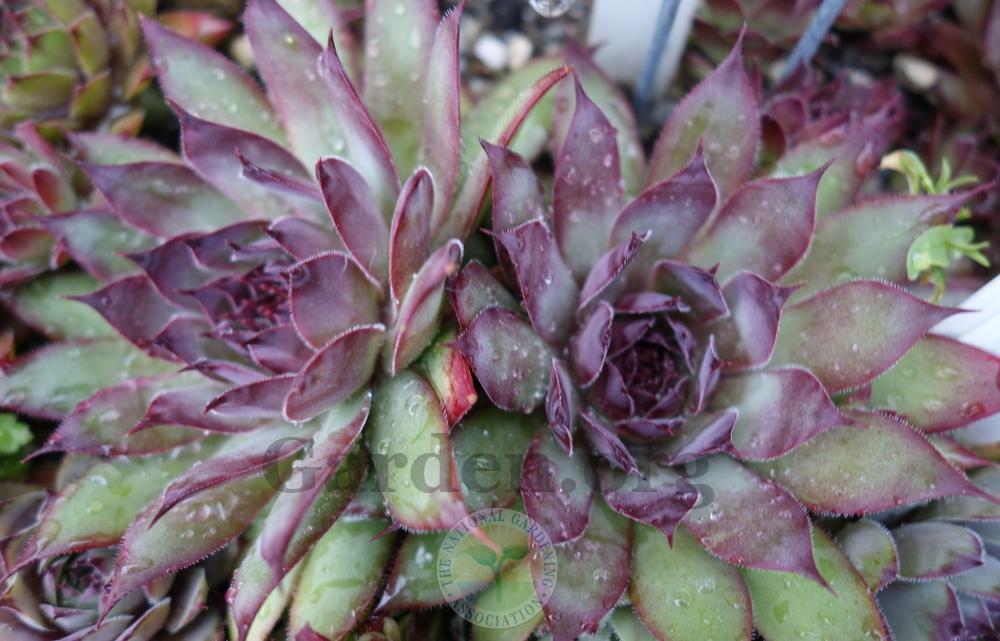 Photo of Hen and Chicks (Sempervivum 'Frost and Flame') uploaded by springcolor
