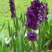 Dark purple gladiolus