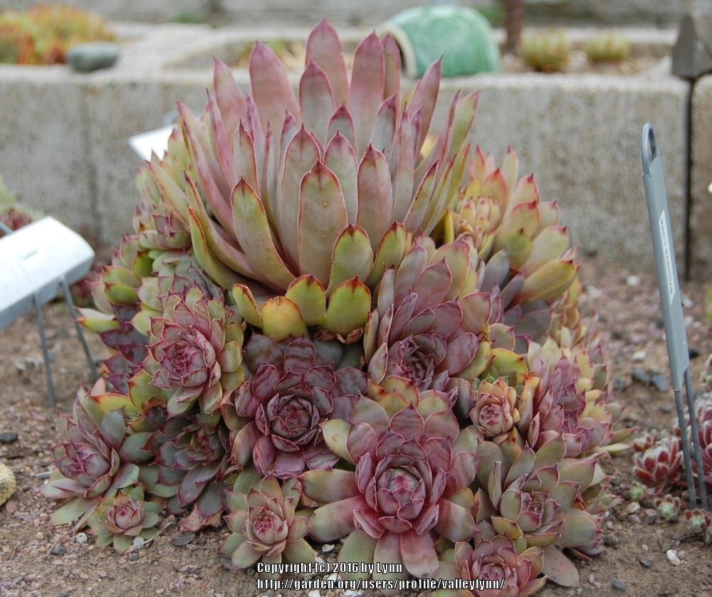 Photo of Hen and Chick (Sempervivum 'Cockoo') uploaded by valleylynn