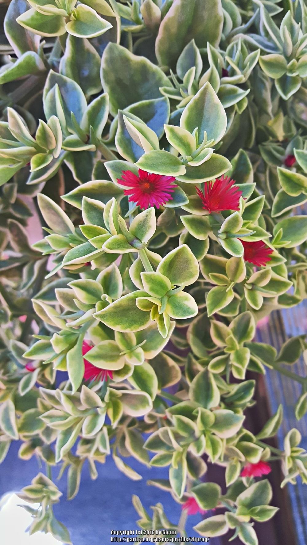 Photo of Baby Sunrose (Mesembryanthemum Mezoo™ Trailing Red) uploaded by vbprog