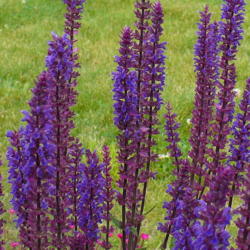 Location: Nora's Garden - Castlegar BC
Date: 2016-06-12
 8:54 am. A stately blue purple presence in the garden, set off b