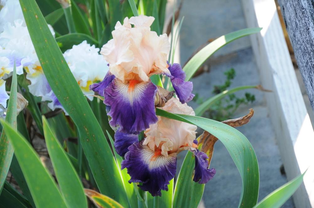 Photo of Tall Bearded Iris (Iris 'Undercurrent') uploaded by Islandview