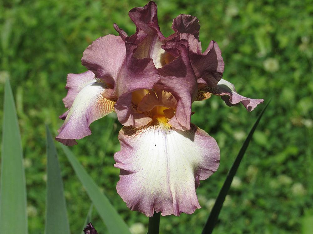 Photo of Tall Bearded Iris (Iris 'Smoke Rings') uploaded by Lestv