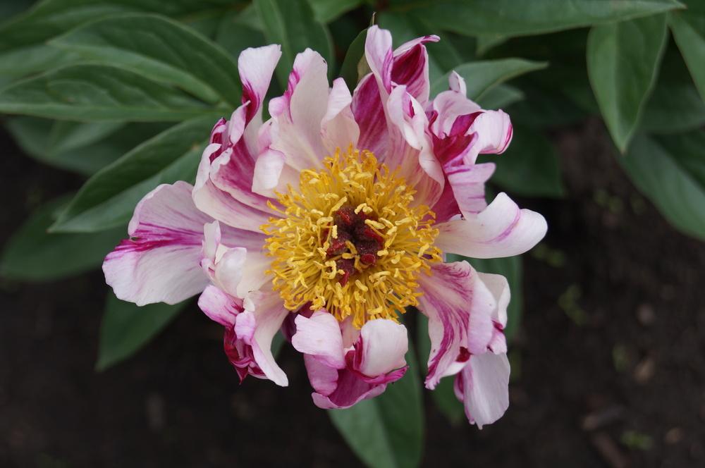 Photo of Peony (Paeonia lactiflora 'Circus Circus') uploaded by NMay