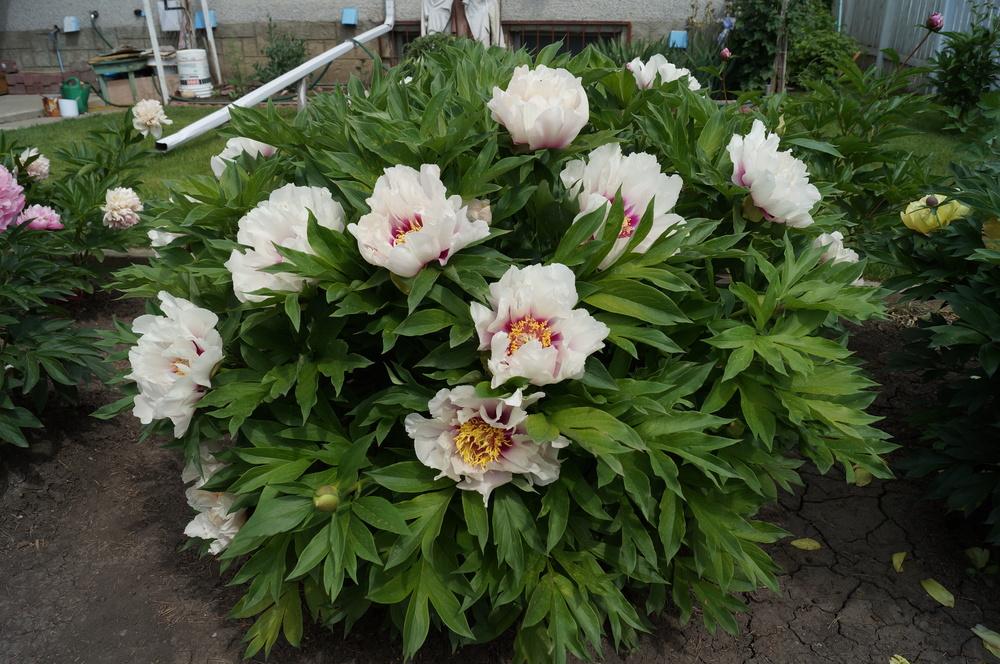 Photo of Itoh Peony (Paeonia 'Cora Louise') uploaded by NMay