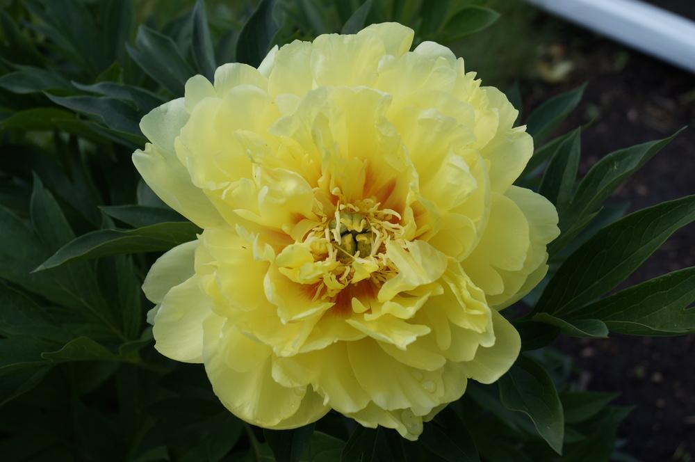 Photo of Intersectional Peony (Paeonia 'Bartzella') uploaded by NMay