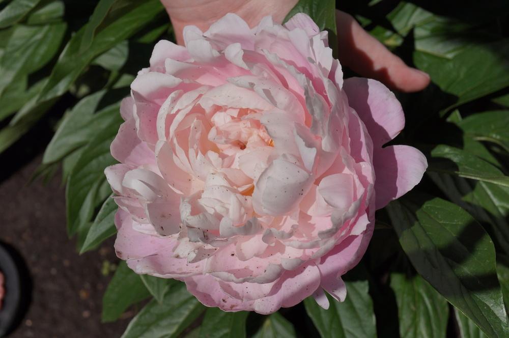 Photo of Chinese Peony (Paeonia lactifora 'Mrs. Franklin D. Roosevelt') uploaded by NMay