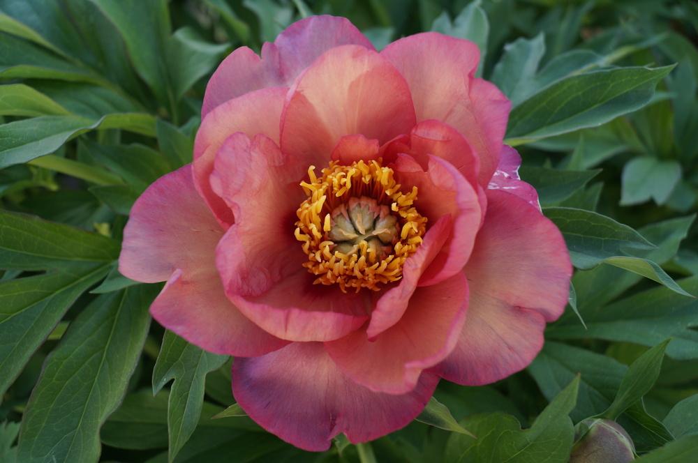 Photo of Itoh Peony (Paeonia 'Magical Mystery Tour') uploaded by NMay