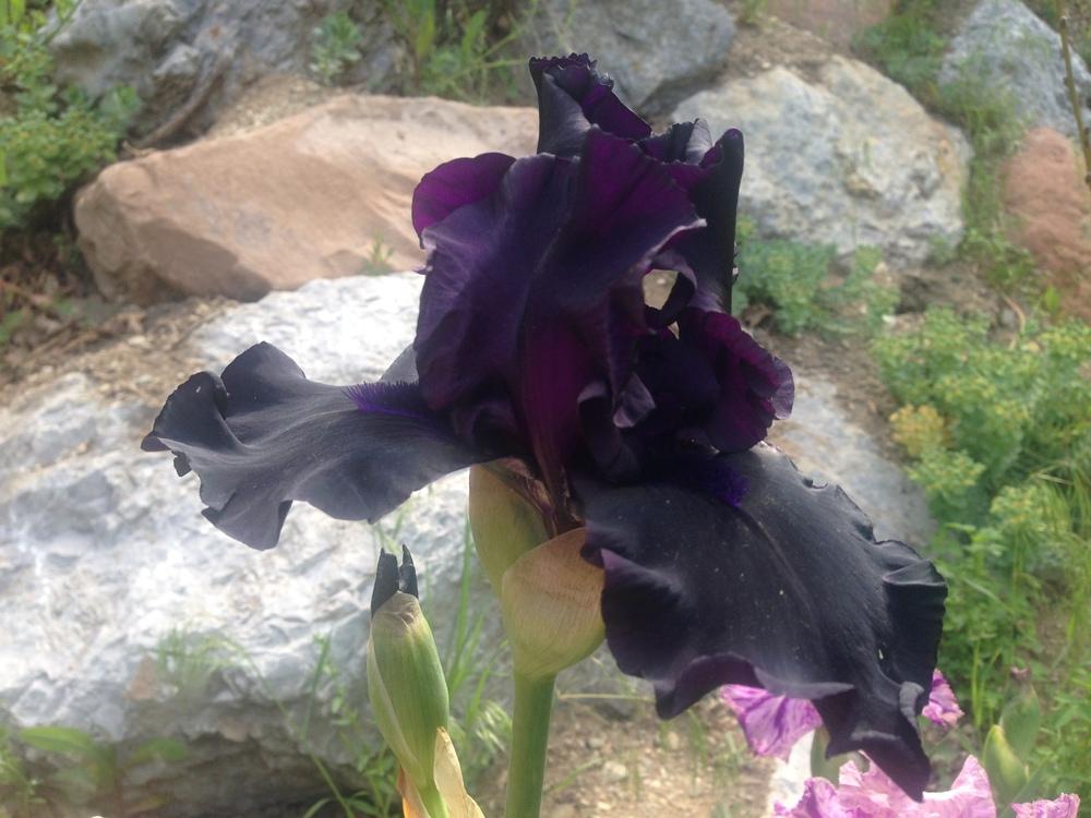 Photo of Tall Bearded Iris (Iris 'Before the Storm') uploaded by SpringGreenThumb