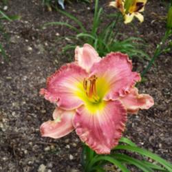 Location: my Garden
Date: 2016-06-14
First bloom
