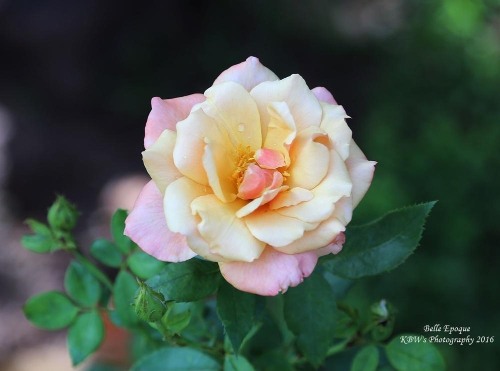 Photo of Rose (Rosa 'Belle Epoque') uploaded by kbw664