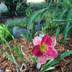 Location: My zone 5 garden
Date: 2016-06-15
This is the first bloom on a first year plant.  I'm sure it will 