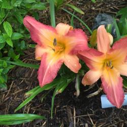 Location: My zone 5 garden
Date: 2016-06-15
I just got this one and it has tons of blooms - it does wilt a bi