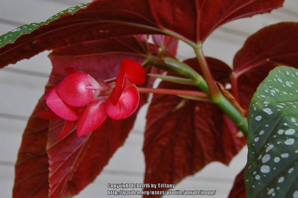 Photo of Cane Begonia (Begonia 'Corallina de Lucerna') uploaded by purpleinopp