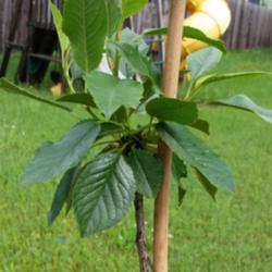 Location: Minnesota
Date: 2016-06-15
bare root transfer growing leaves.  I had to stake this plant to 