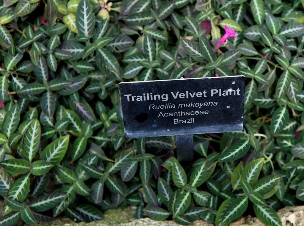 Photo of Trailing Velvet Plant (Ruellia makoyana) uploaded by skylark