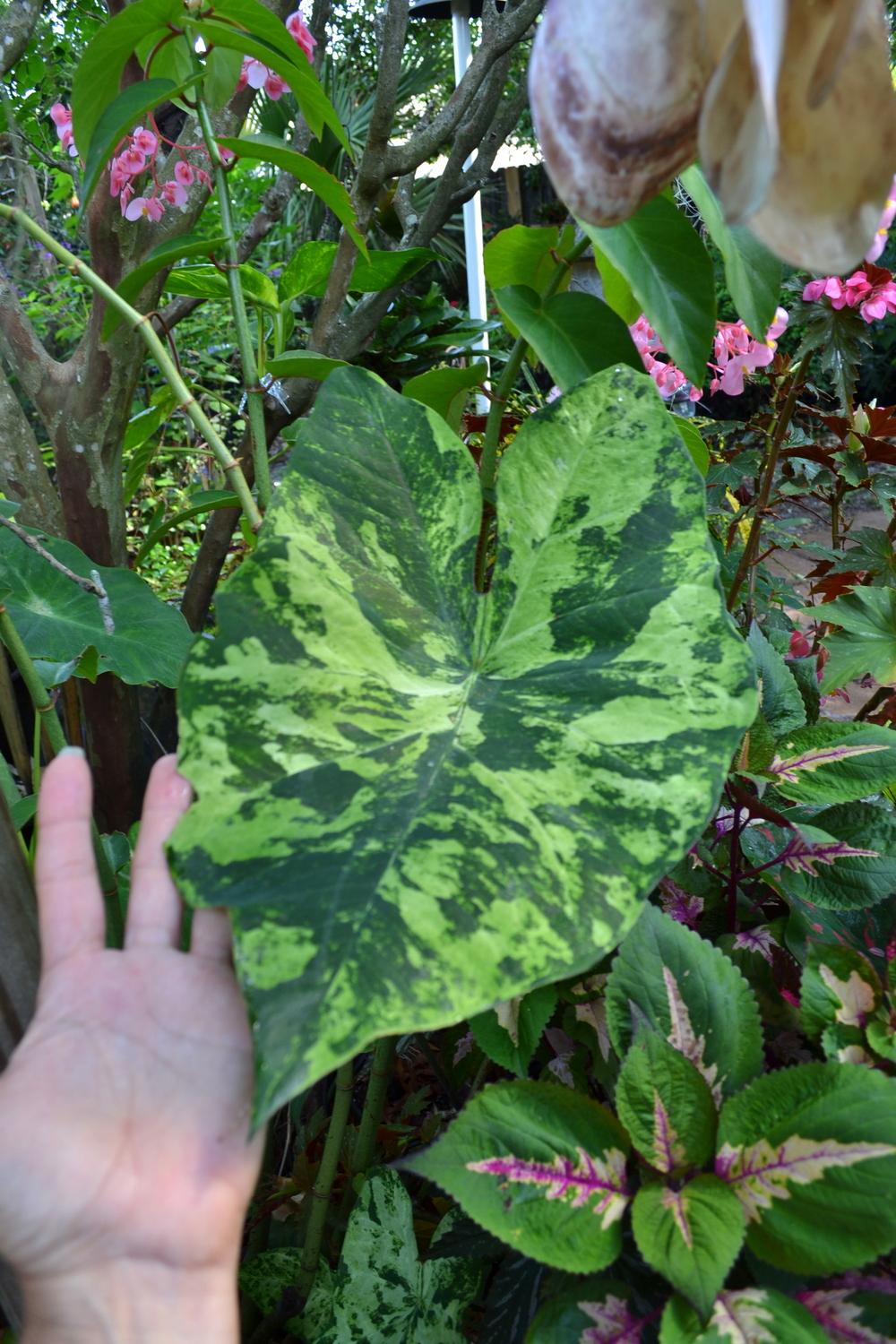 Photo of Fancy-leaf Caladium (Caladium 'Frog in a Blender') uploaded by sunkissed