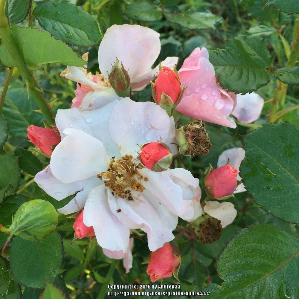 Photo of Rose (Rosa 'Clair Matin') uploaded by AndreA33