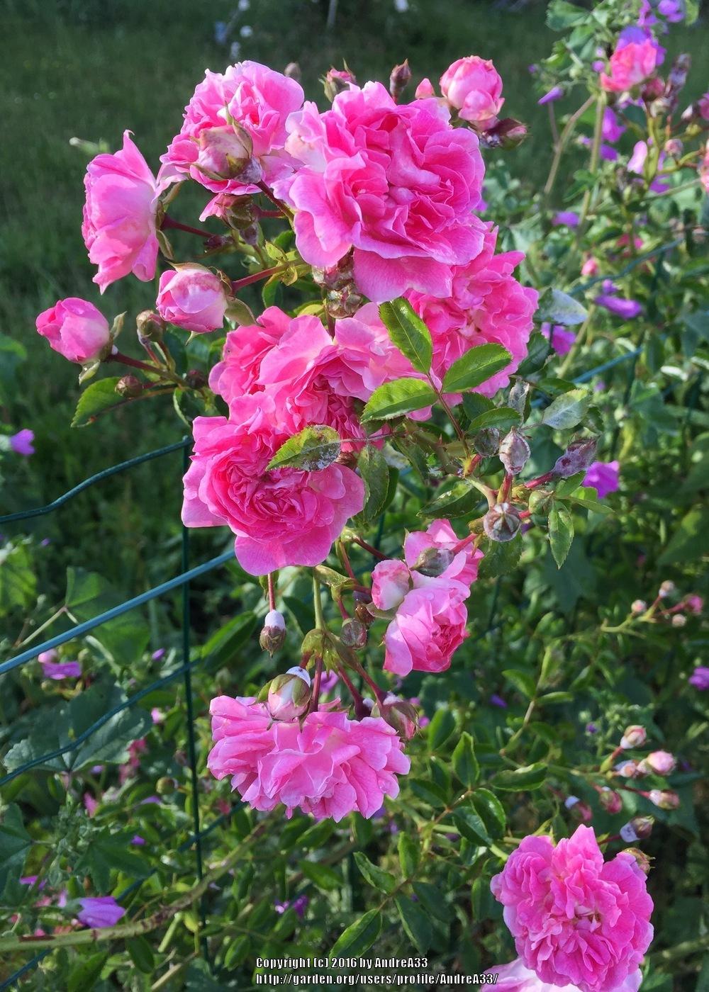 Photo of Rambling Rose (Rosa 'Dorothy Perkins') uploaded by AndreA33