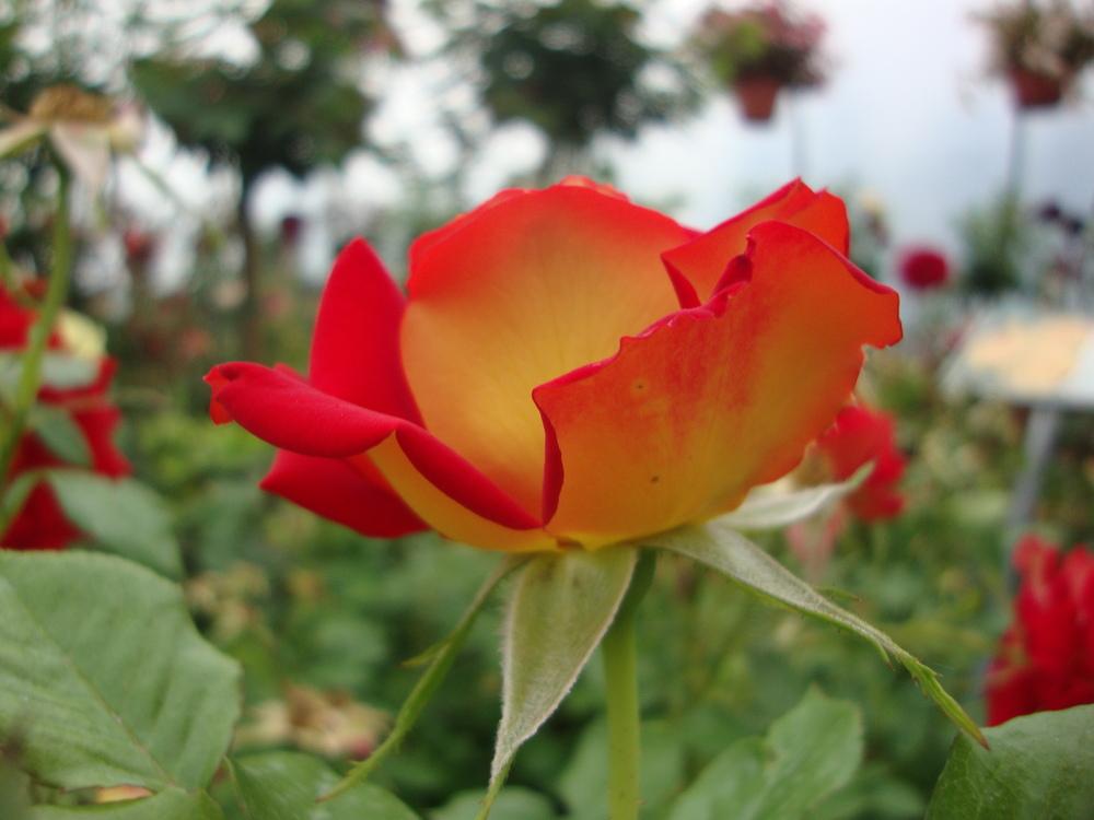 Photo of Floribunda Rose (Rosa 'Ketchup & Mustard') uploaded by Paul2032