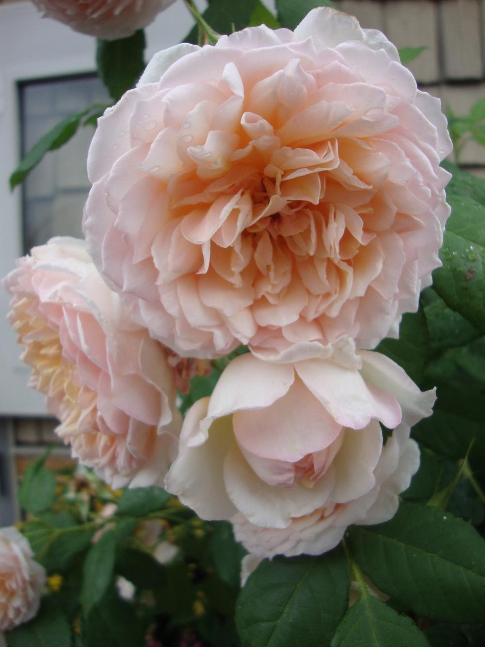 Photo of Rose (Rosa 'Grace') uploaded by Paul2032
