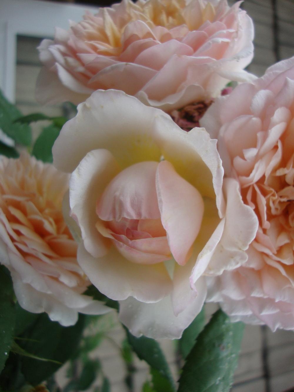 Photo of Rose (Rosa 'Grace') uploaded by Paul2032