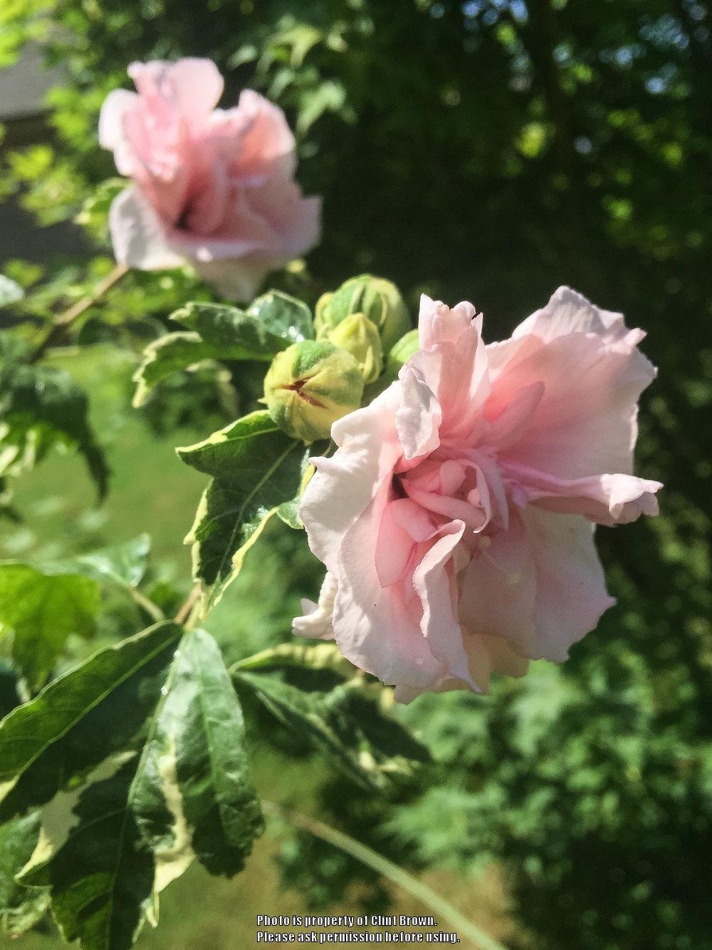 Photo of Rose Of Sharon (Hibiscus syriacus Sugar Tip®) uploaded by clintbrown