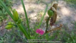 Thumb of 2016-06-16/ediblelandscapingsc/075677