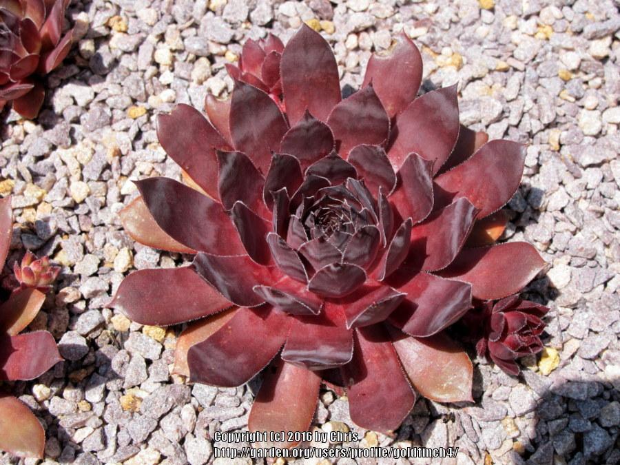 Photo of Hen and Chicks (Sempervivum 'Intensity') uploaded by goldfinch4