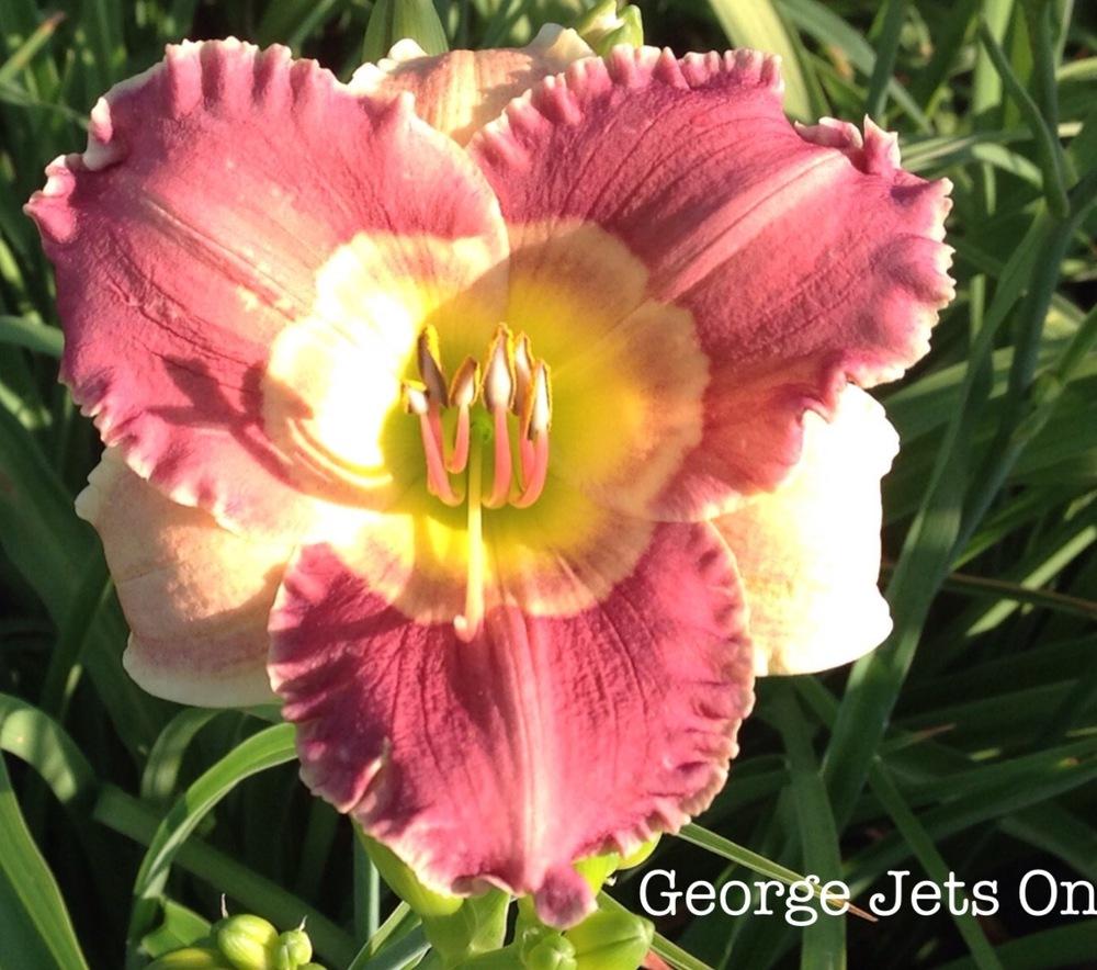 Photo of Daylily (Hemerocallis 'George Jets On') uploaded by gsutche