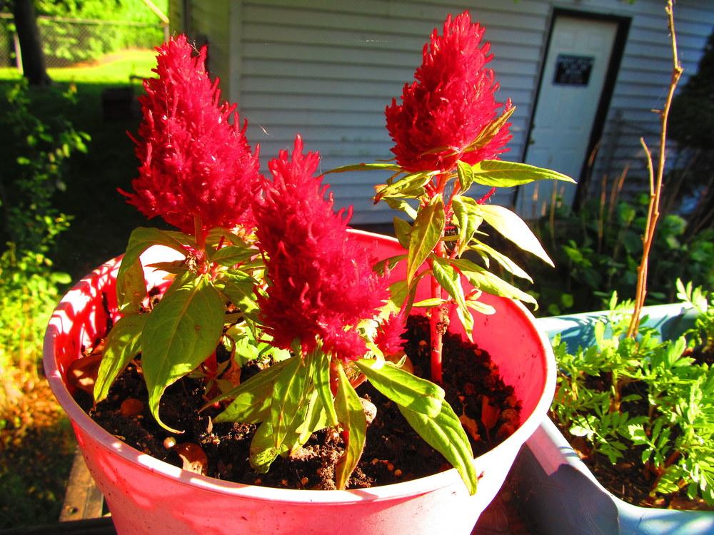 Photo of Celosia uploaded by jmorth